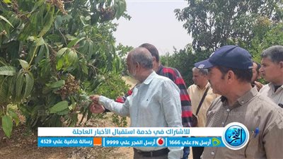 زراعة الإسماعيلية تنفذ يوم حقلي للنهوض بالمحاصيل الصيفية وأشجار المانجو