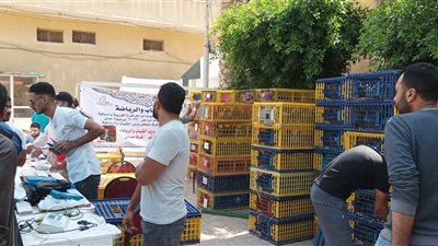 انطلاق مسابقة الحمام الزاجل بمشاركة متسابقين من محافظات وجه بحري (فيديو)