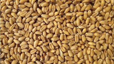 قرار جديد من روسيا بشأن الحبوب حتي نهاية العام 