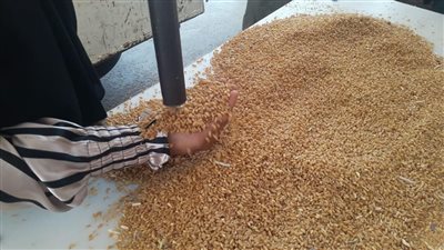 توريد 284 ألف طن قمح بشون وصوامع المنيا
