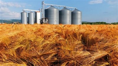 0% فاقد.. أهمية منظومة صوامع القمح الجديدة للمخزون الاستراتيجي (فيديو)