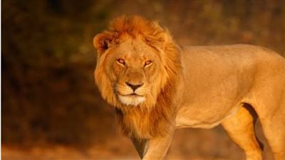 حظك اليوم.. توقعات برج الأسد 25 مايو 2023