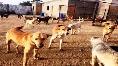  محافظ أسوان: 100 جنيه مكافأة عن كل كلب ضال يتم تسليمه