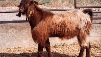 تبدأ من 5 آلاف جنيه.. أسعارالخراف والماعز والأبقار في مصر 2024 بسوق الماشية