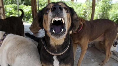 عاجل| بسبب عقر الأطفال.. محافظ أسوان يرصد 100 جنيه لكل كلب يتم تسليمه (فيديو)