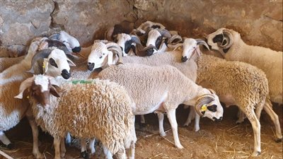 عيد الأضحى 2025.. ما هي أسعار الأضاحي المستوردة والبلدي حسب الوزن بالكيلو