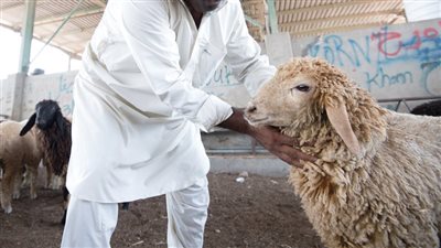 عيد الأضحى المبارك 2023.. أسعار الأضاحي تقفز إلى الضعف (تفاصيل)