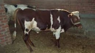 تعرف على أسعار العجول مع اقتراب عيد الأضحى المبارك 