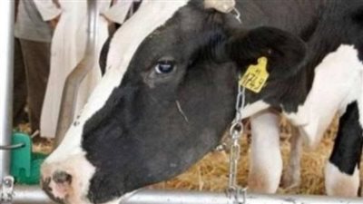 أسعار المواشي قبل عيد الأضحى 2023.. تعرف على سعر كليو اللحم الكندوز والبلدى الجديدة 