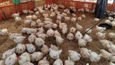 أسعار الكتاكيت اليوم في مصر