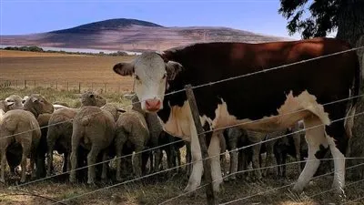 السعودية تصدر قرارا جديدا بشأن استيراد 