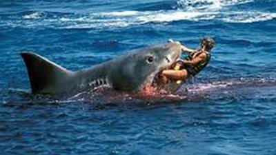 بعد حادث الغردقة.. ما هي قصة سمكة القرش والتهامها السائح؟