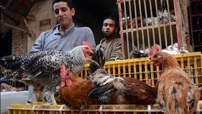 انخفاض أسعار الدواجن والبيض تعرف على الأسعار في الأسواق المحلية