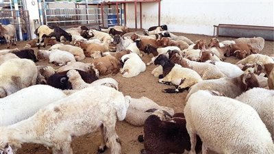 عيد الأضحى 2023.. أفضل وقت لذبح الأضاحي