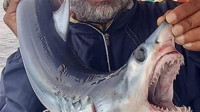 محافظة الإسكندرية ترد على صور اصطياد قروش صغيرة