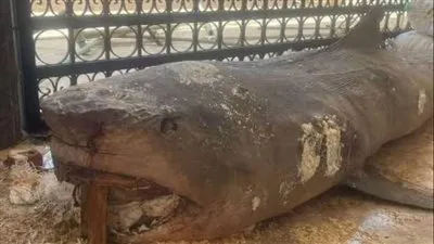 تعليق مستشار برنامج المناخ العالمى على وفاة سائح روسي بسبب قرش الغردقة