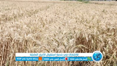 محافظ الفيوم: توريد 172 ألفًا و597 طنًا من الأقماح بالشون والصوامع 