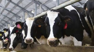 أسعار اللحوم الحية.. البقري بـ 270 والضاني 340 جنيه