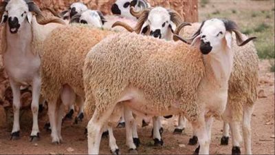 العيوب التي لا تجوز في الأضحية وتمنع الذبح