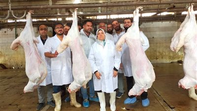 الطب البيطري بالجيزة يذبح 3603 رؤوس ماشية بمجازر المحافظة