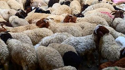 تعرف على أسعار لحوم الأضاحي اليوم الأربعاء في محافظة كفر الشيخ