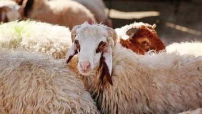 أسعار لحوم الأضاحي اليوم في محافظة الفيوم