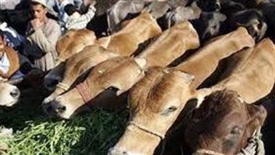 أسعار لحوم الأضاحي اليوم في محافظة المنوفية