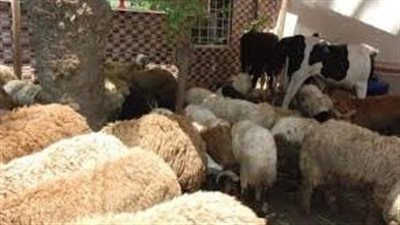 أسعار لحوم الأضاحي اليوم في محافظة الدقهلية