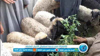 استعدادا لعيد الأضحى.. توافد المواطنين على أسواق المواشي بمحافظة المنيا |فيديو