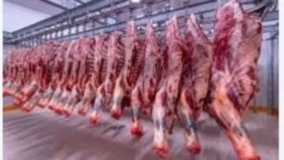 تعرف على أسعار اللحوم اليوم الأربعاء في محافظة الغربية
