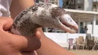 ما حقيقة انتشار سمكة المارينا في الإسكندرية؟