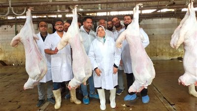 الطب البيطري بالجيزة: ذبح 1504 رأس ماشية بالمجازر اليوم