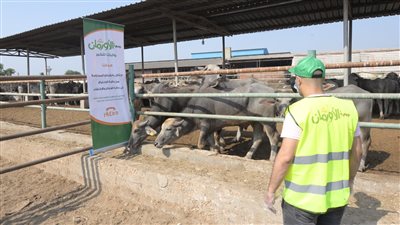 28 ألف كيلو لحوم أضاحى و40 عجل بلدى للأسر الأكثر احتياجًا بقرى ونجوع قنا