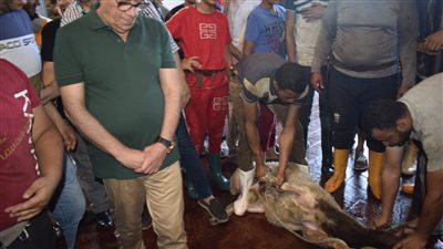 محافظ بورسعيد يتابع سير العمل بمجزر بورسعيد