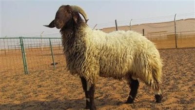 أسعار الأضاحي في مصر 2023.. تعرف على وزن الخروف وسعره التقريبي قبل العيد