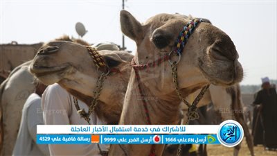 انتعاش سوق الجمال عن العجول في موسم عيد الأضحى (صور)