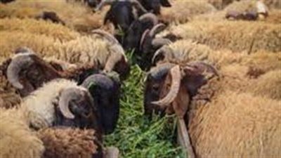 دعاء ذبح الأضحية