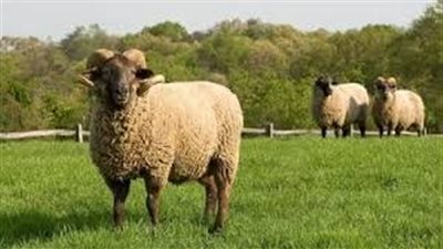 قبل ذبح الأضحية.. أمور مستحبة شرعًا تكشف عنها دار الإفتاء