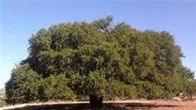 شركة تستثمر في زراعة 200 شجرة حول العالم لمكافحة التغير المناخي 