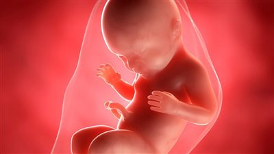 شاهد.. علماء يبتكرون أول أجنة اصطناعية في العالم