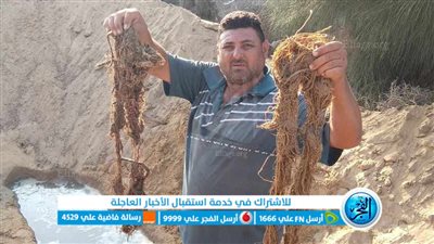 رئيس مياه القناة: استخراج جذور الأشجار من شبكات منطقة المنشار ثان أيام عيد الأضحى 