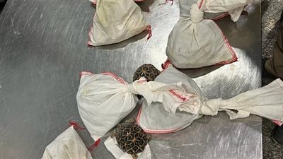 شاهد.. ضبط 73 ثعبانا داخل حقائب راكب مصري في مطار القاهرة