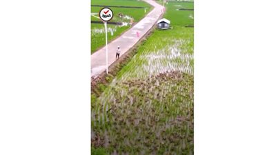 شاهد.. مزارع صيني يحول آلاف البط للخدمة في حقول الأرز