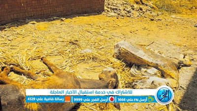 تفاصيل ضبط حمير نافقة ومسلوخة داخل حظيرة مواطن بالمنوفية