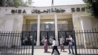 شاي بلبن وعسل أسود.. ننشر تفاصيل كيفية تدفئة الحيوانات في الشتاء بحديقة الحيوان