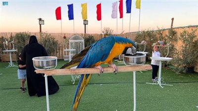 اختتام مهرجان رفحاء للتسوق والترفيه بحضورٍ تجاوز 40 ألف زائر