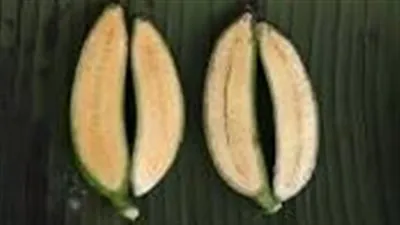 فريق دولي يطور ثمرة 