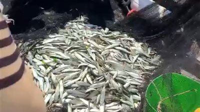 شاهد.. لحظة اصطياد السمك بـ شاطئ بورسعيد