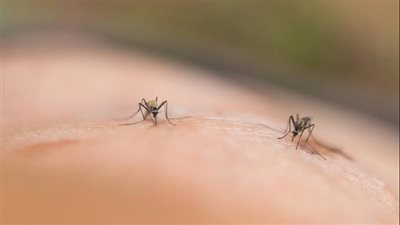 بعد انتشارها في قنا.. ما لا تعرفه عن حمى الضنك