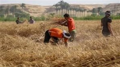 طفرة زراعية بعهد السيسي.. كيف ستنجح مصر في مواجهة أزمة الحبوب المتوقعة؟